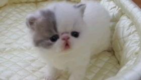 狗仔爆料加菲视频播放,加菲猫萌态视频走红网络